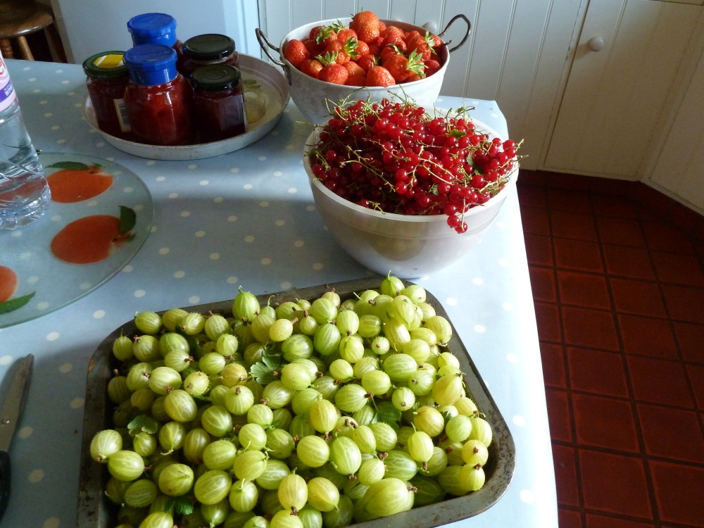 Summer pickings